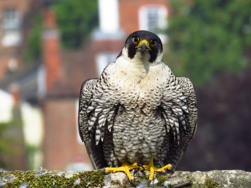 Keith Betton shares the story behind the Peregrines that nest at Winchester Cathedral. 